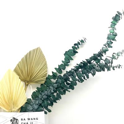 China Flower Decoration FB Style New Dried Flowers Wedding Decor Coin Eucalyptus Leaf Naturally Green Preserved Eucalyptus Leaves For Floral Home Decor for sale