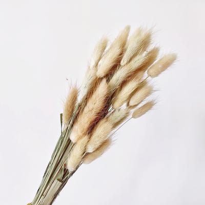 China Bunny Tail Dried For Decoration Free Sample Dried Flowers A Limit Of 55 Branches Dried Bunny Tail Dried For Decoration for sale