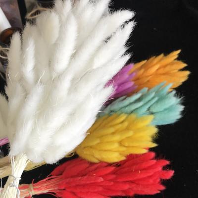 China Dry Decorative Rabbit Tail Wholesale Dried Bunny Tails Lagurus Grass Natural Decorative Preserved Bunny Tails for sale