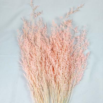 China Flower Decoration Wedding Decor Australia Success Dried Flowers Preserved Misty Limonium Caspia Plant Sea Lavender For Wedding Decor Boho Decoration for sale