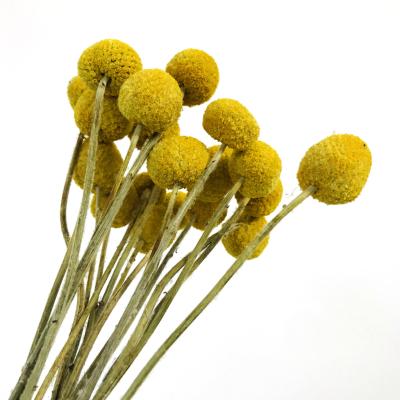 China Yellow Craspedia Billy Balls For Home Decoration by Yunnan Bunny Dried Flowers Preserved Large flower arrangements for sale