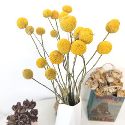 China Home Decor dry flower craspedia nc hottest sale designed decorative popular mini dry billy buds for decoration for sale