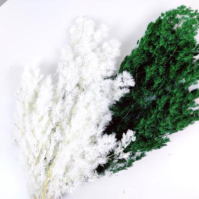 China Fashional Gift High Quality Factory Price Dried Ming Ferns For Flower Arrangements Preserved White Parasparagus for sale