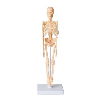 China Assemble Skeletal Anatomy School Lesson Assemble Human Body Structure Model Learning Educational Toy Education Toys 2021 for sale