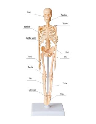 China Assemble DIY Model School Lesson Assemble Human Body Structure Skeletal Anatomy Learning Toy Education for sale