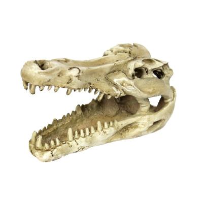 China Wholesale NOMOY Resin Craft Mini Greenhouse Decoration Dinosaur Skull Viable NS-60 for sale