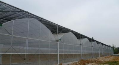 China Film Greenhouse EU model for sale