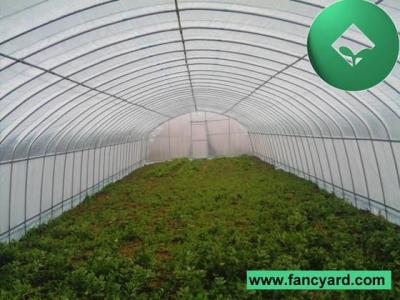 China Greenhouses,Commercial Greenhouse,Plastic Greenhouse for sale