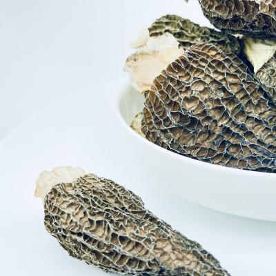 China Dry Good Quality Natural Stem Nightshade Morchella Conica Mushroom Wild Price for sale