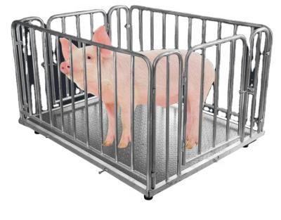 China Carbon steel or stainless steel hot sale cattle scale/cattle scales/pig scale for sale