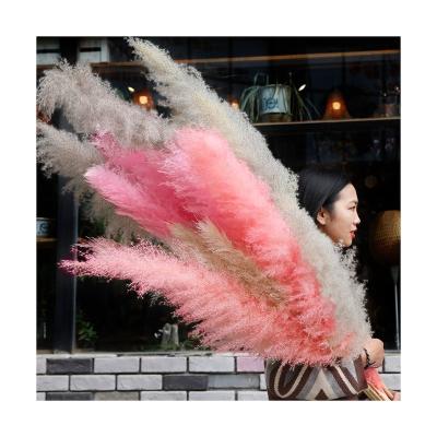 China decorative flower & wholesale wreath hot selling indoor and outdoor decoration dried natural pampas grass for decoration dried flowers and plants for sale