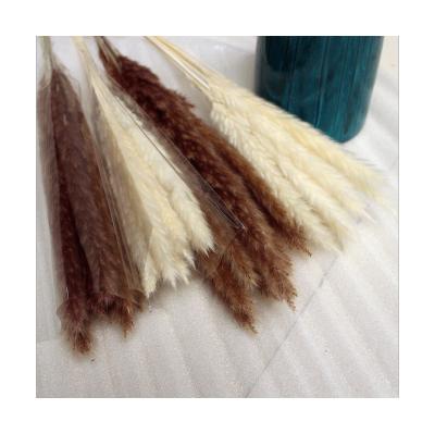 China Natural Dried Small And Outdoor Decoration Pampas Grass Multi Color Durable Wholesale Indoor Indoor Other Decorative Flowers And Plants for sale