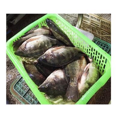 China Best Quality Good Quality Tilapia Fish Promotional Seller JELLY with Low Price for sale