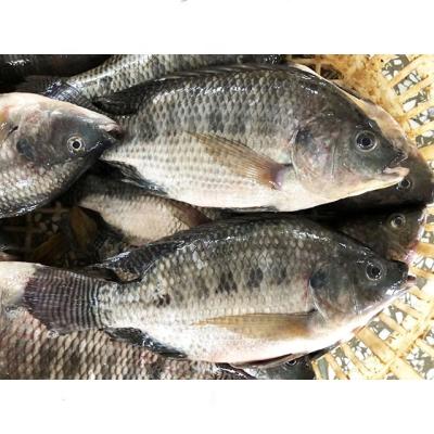 China Wholesale FROZEN Tilapia for Sale the Frozen Red and Black Seafood Tilapia for sale