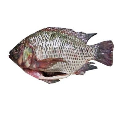 China FROZEN High Quality Gutted Gutted Measured Whole Tilapia For Sale for sale