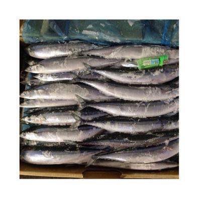 China Whole Round Hot Sale FROZEN Pacific Rookie / Mackerel Pike Best Prices for sale