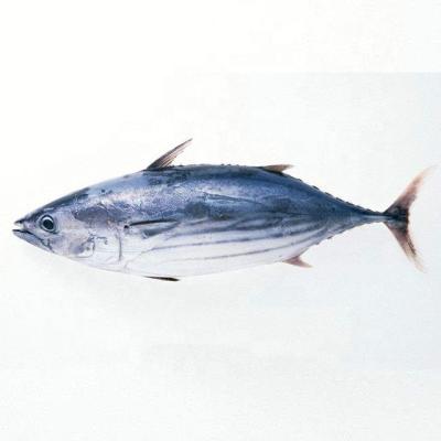 China High Quality Low Fat Tuna Fish Frozen Skipjack Tuna Fish For Sale for sale