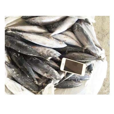 China Tuna For Sale FROZEN bonito/whole bonito frozen fish round for sale