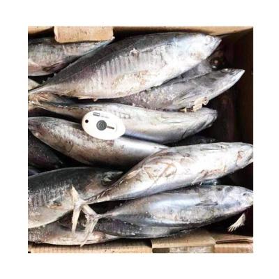 China Good quality FROZEN frozen bonito fish with all size 300-500g 750g+ for Sri Lanka for sale