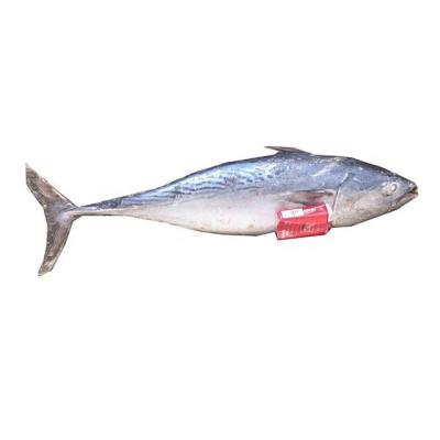 China Wholesale FROZEN Tuna Fish Whole Round Bonito from China Food Prices for sale