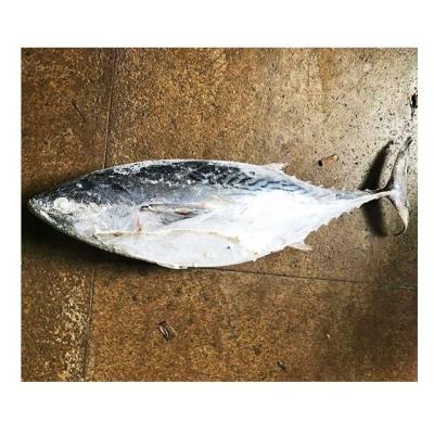 China FROZEN bulk frozen whole fish /eastern tuna kawakawa bonito bonito small for sale