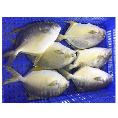 China Factory Free Wholesale Supplier 600-700 Frozen Golden Pompano Fish Transport-Big for sale