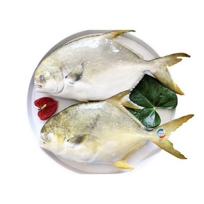 China IQF Fresh Frozen Whole Round Organic Pompano Regular Supplied Golden Fish for sale