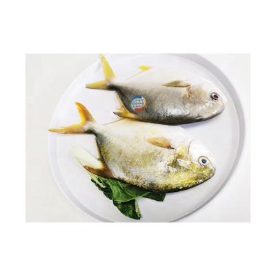 China Low Fat Chinese Pompano Fish Frozen Golden Pigtails 300-500g for sale