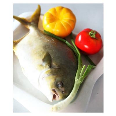 China China FROZEN Frozen Golden Piglet / Golden Pompano Fish Whole Around New Raw Material for sale