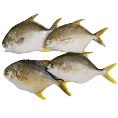 China FROZEN Pompano Pompanos 200-300g Golden Pompano For Market for sale