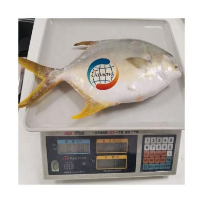 China FROZEN Pompano 200-300g High Quality Golden Pompano For Market for sale