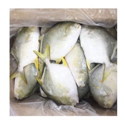 China Wholesale Good Price Low Fat Frozen Golden Pompano Golden Pompano Whole Round for sale