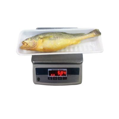 China Large Fish Farm Yellow JELLY Doomsayer JELLY; Frozen yellow doomsayer fish prize for sale