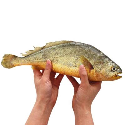 China Organic Whole Frozen Yellow Doomsday Prophet Round Yellow Fish Prices On Market Sale for sale