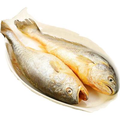 China FROZEN Doomsayer Frozen Yellow Fish , Whole Round Frozen Doomsayer Yellowfish for sale