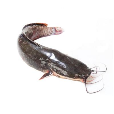 China High Quality Live Fish Frozen Catfish Whole FROZEN Sales Price for sale