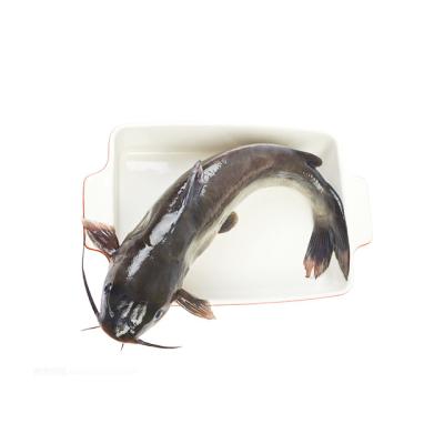 China Low-CARB on Sale Live Fish Whole Round Fresh Cultured Catfish for sale