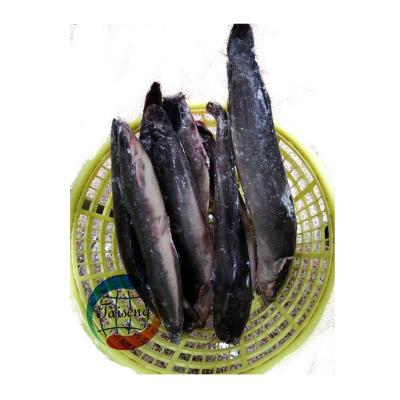 China Organic farming raised whole fresh frozen catfish fish for sale for sale