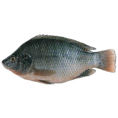 China 800g+ Nutritious Red Black Tilapia Tilapia Frozen Whole Fish On Sale for sale