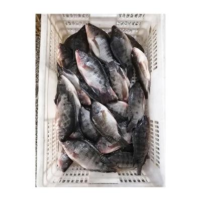 China Premium Quality Organic Frozen Fish IQF Whole Tilapia Fresh Tilapia Fish for sale