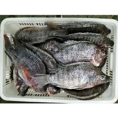 China Nutritious Fresh Frozen Gutted and Measured Whole Tilapia Fish GS for Sale for sale