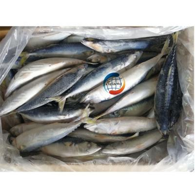 China Saba Mackerel Pacific Mackerel High Quality Nutritious Fresh Frozen A Grade for sale