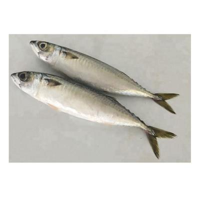 China China Nutritious Frozen Seafood Mackerel Rates Pacific Mackerel Fish for sale