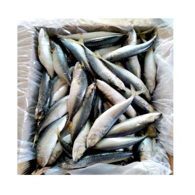 China Nutritious Cheap Norway Mackerel Iqf Frozen Pacific Mackerel Fish for sale