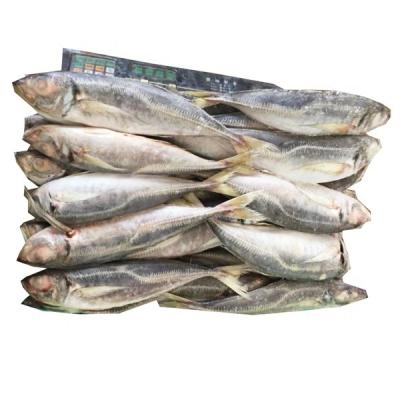 China Nutritious Frozen Saurels Sea Hook Fish Mackerel Prices for sale