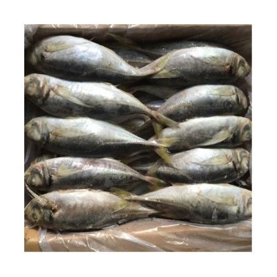 China Big Round Horse Eye Round Scad Mackerel Organic Whole Frozen Fish for sale