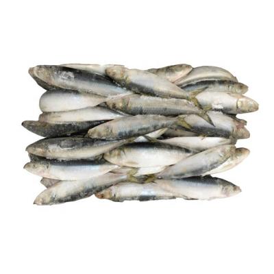 China Frozen sardine FROZEN for sardine fresh fish tuna bait sardine scientific name for sale