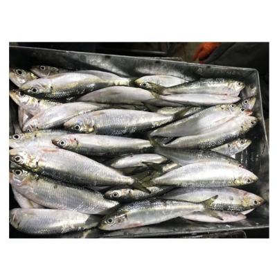 China FROZEN Land Frozen Sardine Canned Sardinop / Frozen Whole Fish Sardine for sale