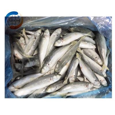 China Scad Organic Frozen Mackerel Round Scad Philippines Frozen Fish For Market for sale