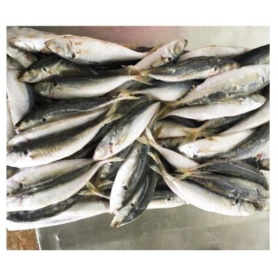 China High Quality IQF FROZEN Round Scad Mackerel Fish With Size 80-100pcs/ctn for sale